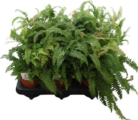 Adiantum Bronze Venus