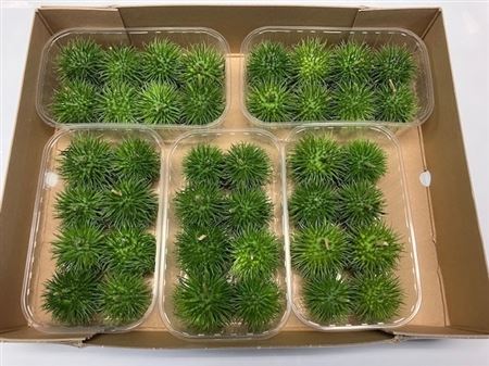 Sier Cucumis Egel X5