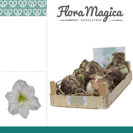 Bloembol Hippeastrum