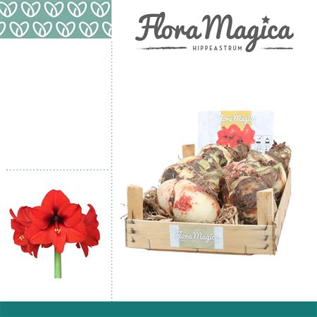 Bulb Amaryllis