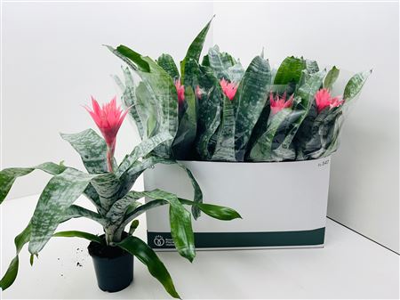 Aechmea Fas Primera