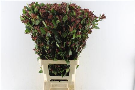 Vibur Ti Red Spirit