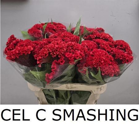 Cel C Smashing