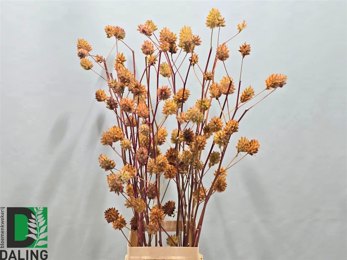 Glycyrrh Yunnanen Zd 100cm