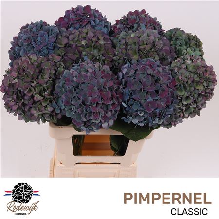 Hydr M Pimpernel Cl