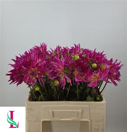 Dahlia Violet
