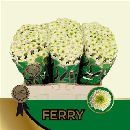 Chrys Santini Ferry 55cm 120Ø