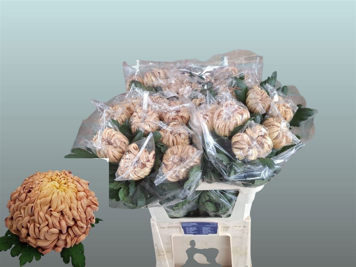Chrysanth Single Vienna Copper 80cm 100gr.