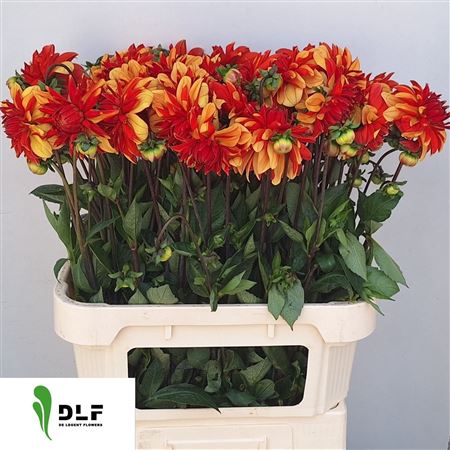 Dahlia Japlou