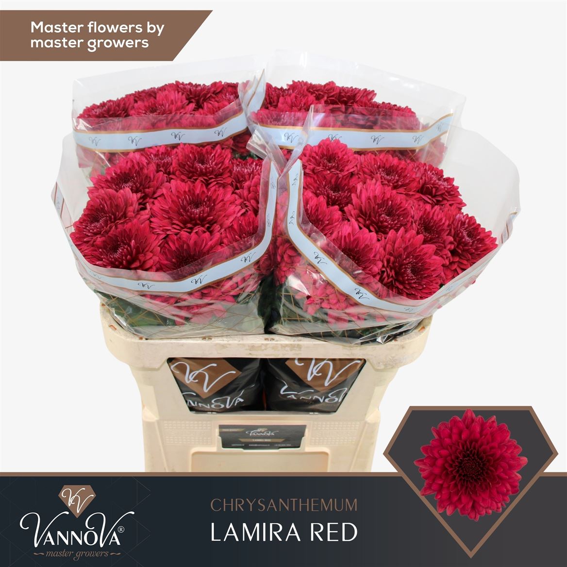 Chrysanth Single Lamira Red 70cm 90gr.
