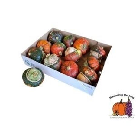 Sier Cuc P Turks Turban Mix X12