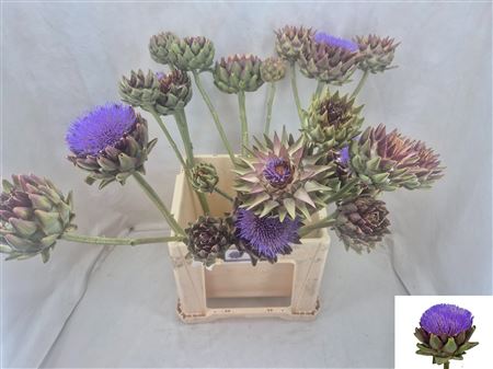 Cynara Sc Green Glob