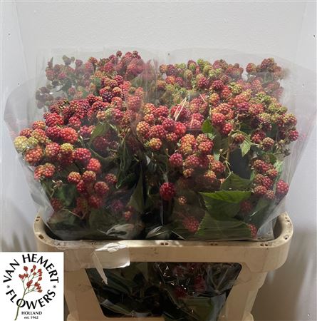 Rubus Fr Chester