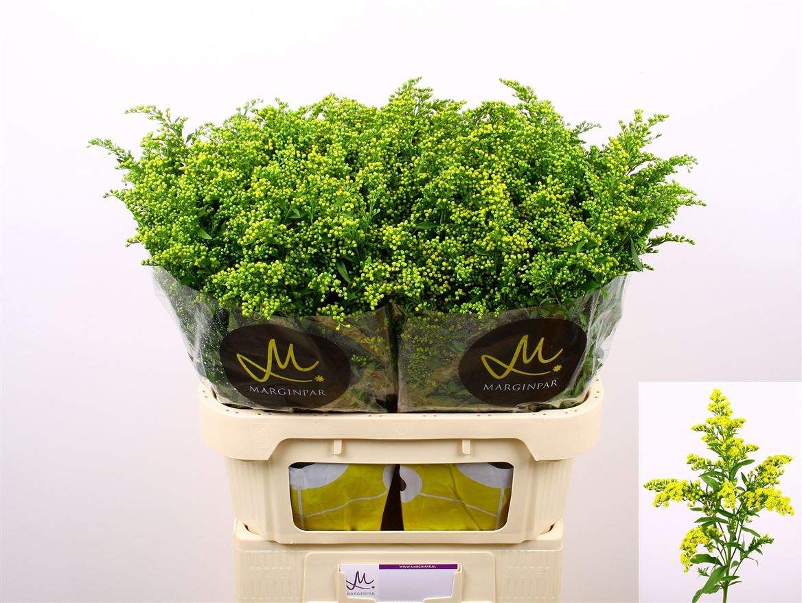 Solidago Carzan Glory 80cm 40gr.