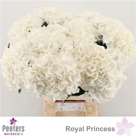 Hydr M Royal Princes