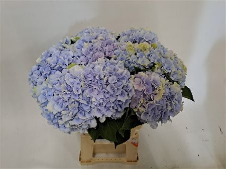 Hydr M Verena Bl