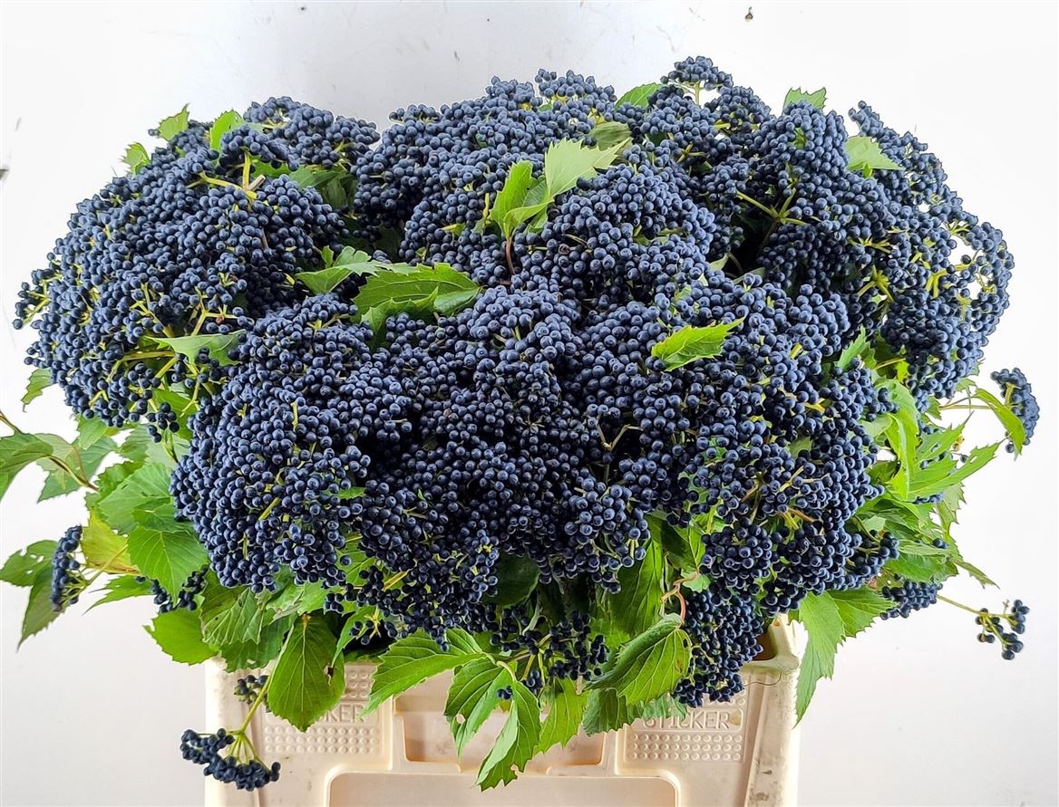 Viburnum Dark Blue Hermania 60cm 3-hd