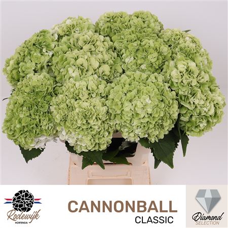 Hydr M Cannonball Cl