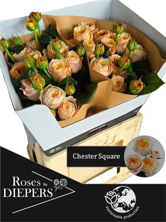 R Tr Chester Square