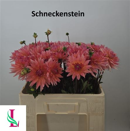Dahlia Schneckenstein