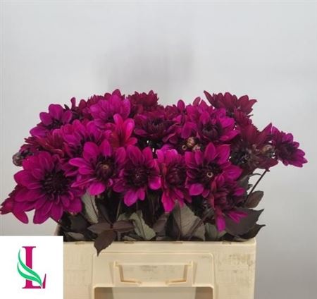 Dahl Dec Purple Flam