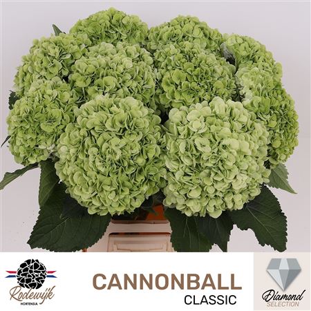 Hydr M Cannonball Cl