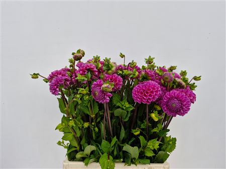Dahlia Purple