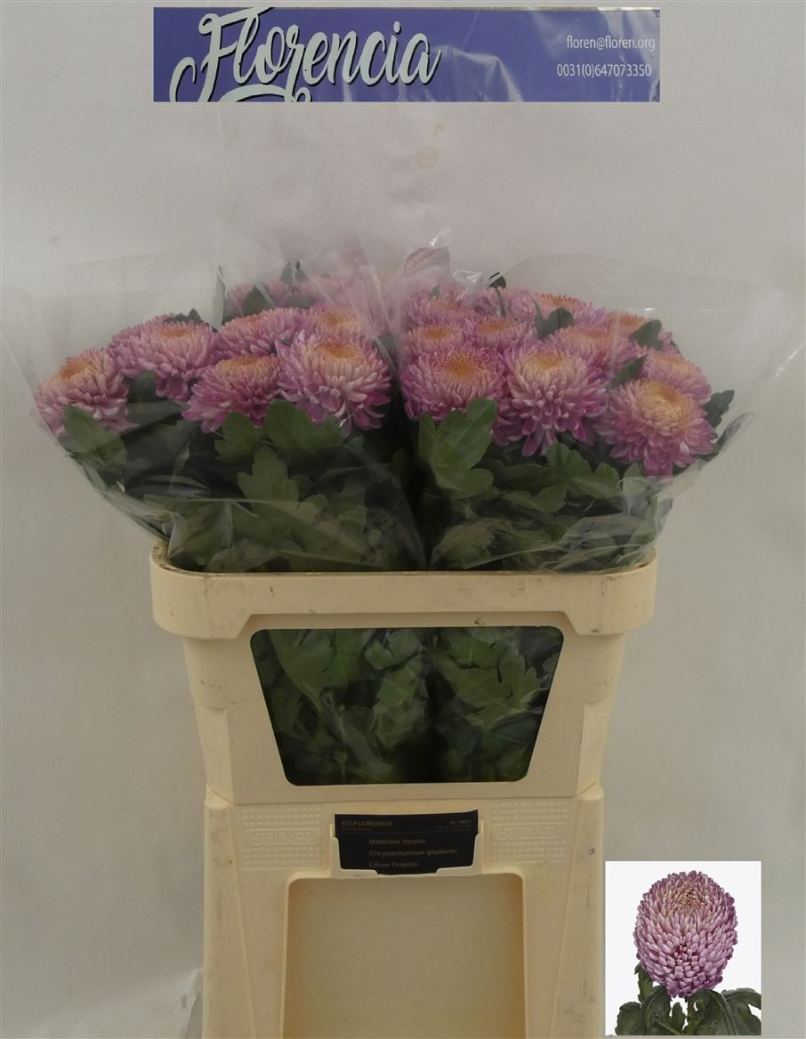 Chrysanth Single Bigoudi Pink 80cm 95gr.