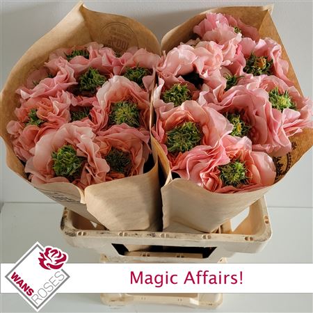 R Bu Magic Affairs!