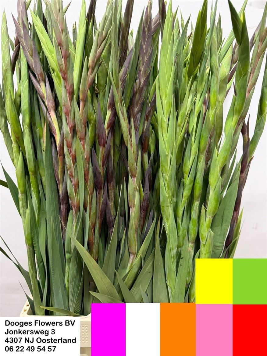 Gladiolus Mixed 90cm 140gr.