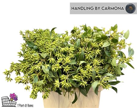 Euca Robusta Berry Fruits P Bunch