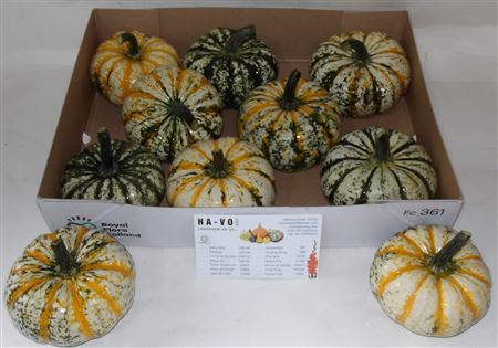 Cucurbita P-ke Mon
