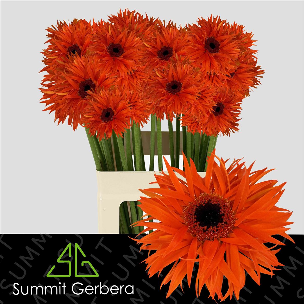 Gerbera Spider Orange Springs