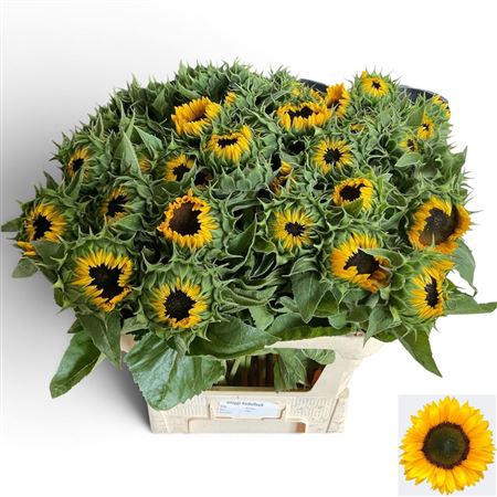 Helian An Sunrich Or