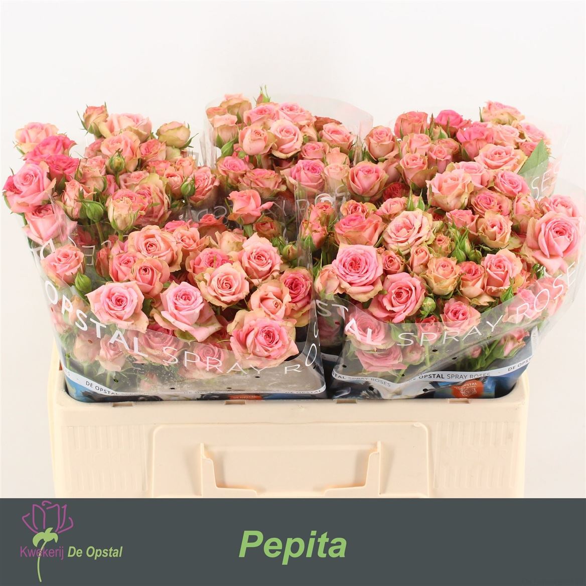 Rosa Spr Pepita 50cm