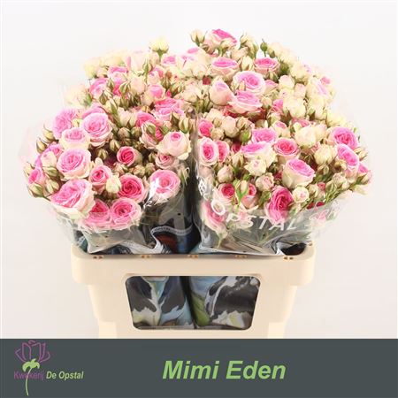 R Tr Mimi Eden