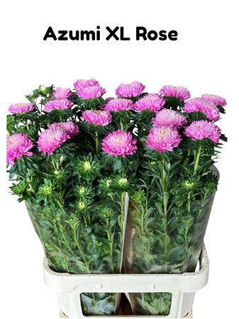 Callis Azumi Xl Pink