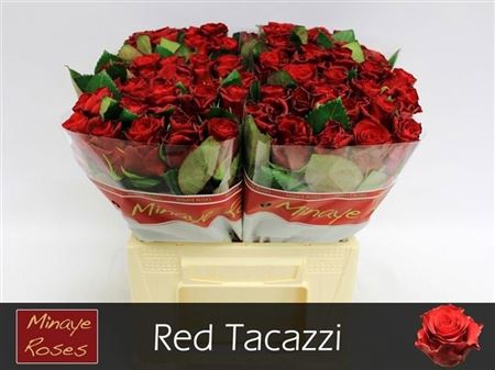 R Gr Red Tacazzi+
