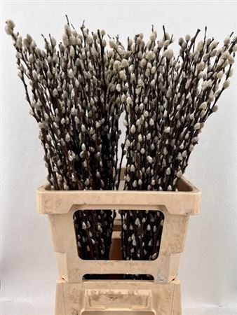 Salix Wilgenkatjes