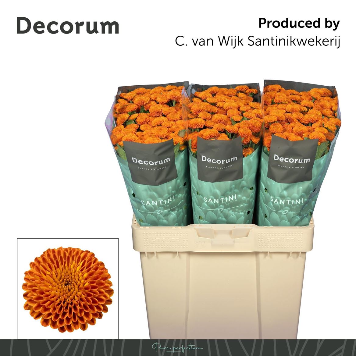 Chrysanth Santini Pluto 55cm 44gr.