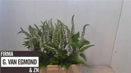 Lysim Clethroides