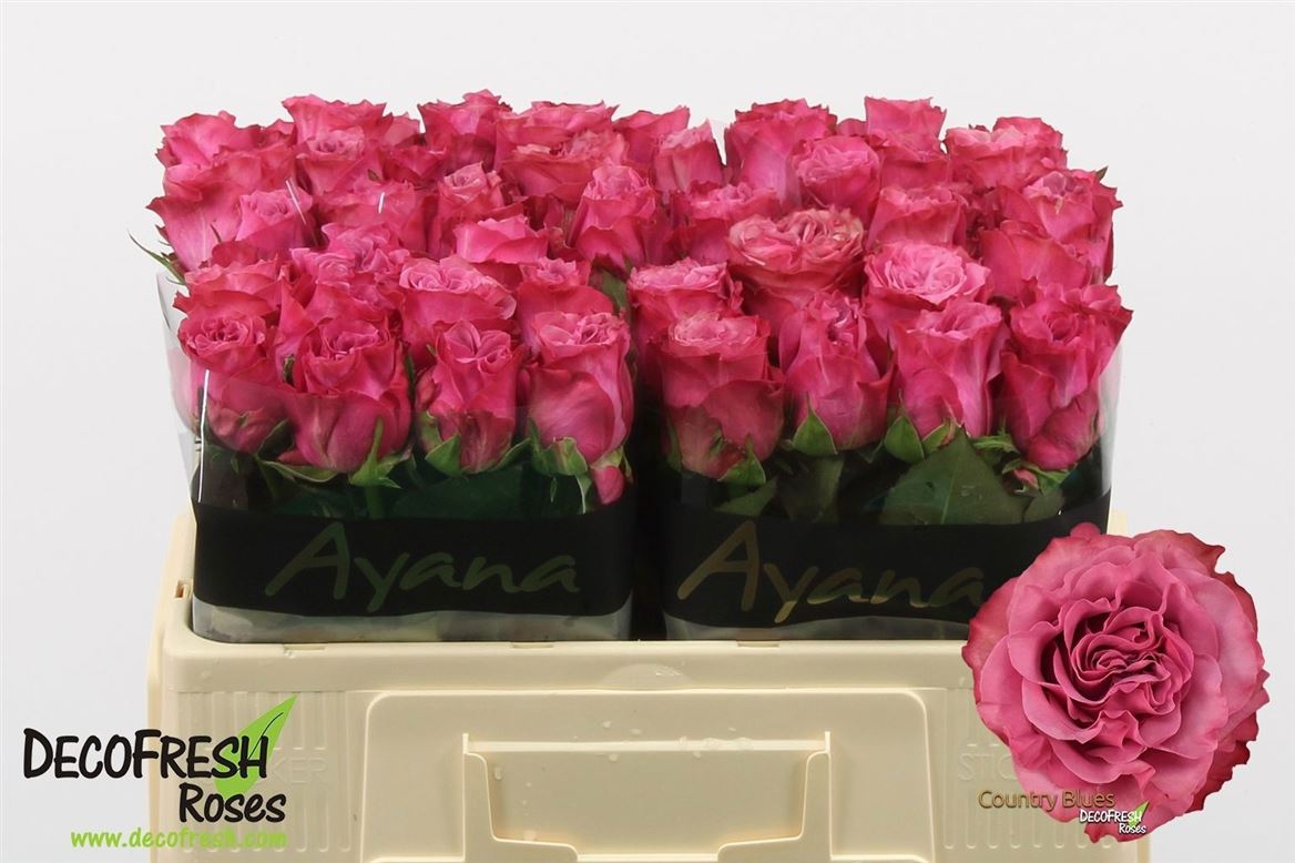 Rosa Country Spirit Blues 50cm