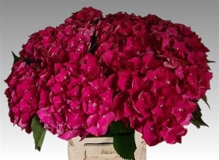 Hydr M Mon Amour