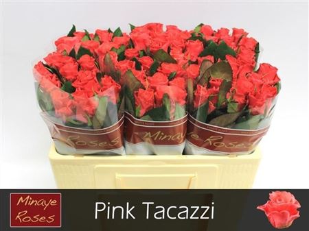 R Gr Pink Tacazzi+