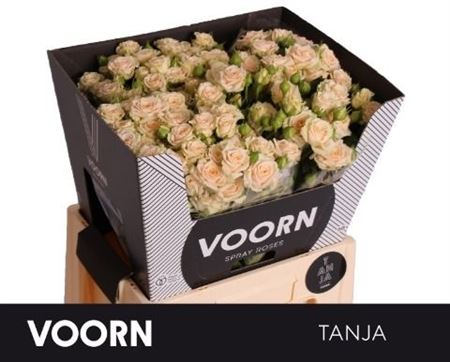 R Tr Tanja