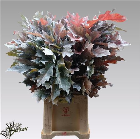 Quercus Rubra Frosted White