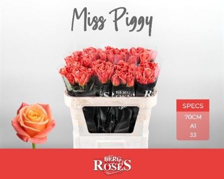 R Gr Miss Piggy+