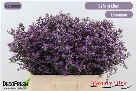 Lim Saf Lilac