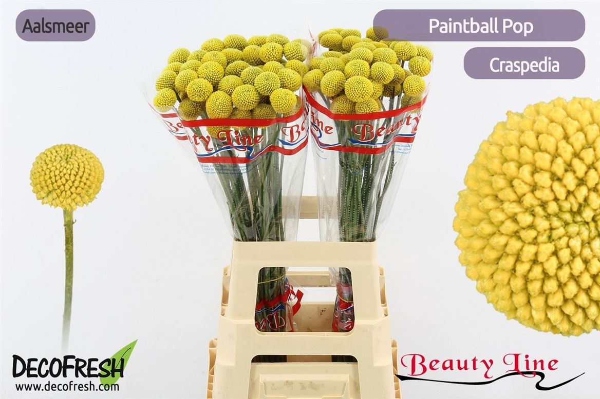 Craspedia Paintball Pop 65cm