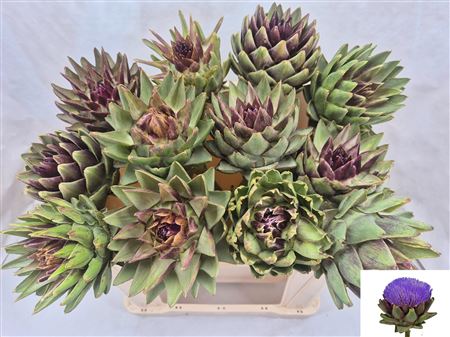 Cynara Sc Green Glob